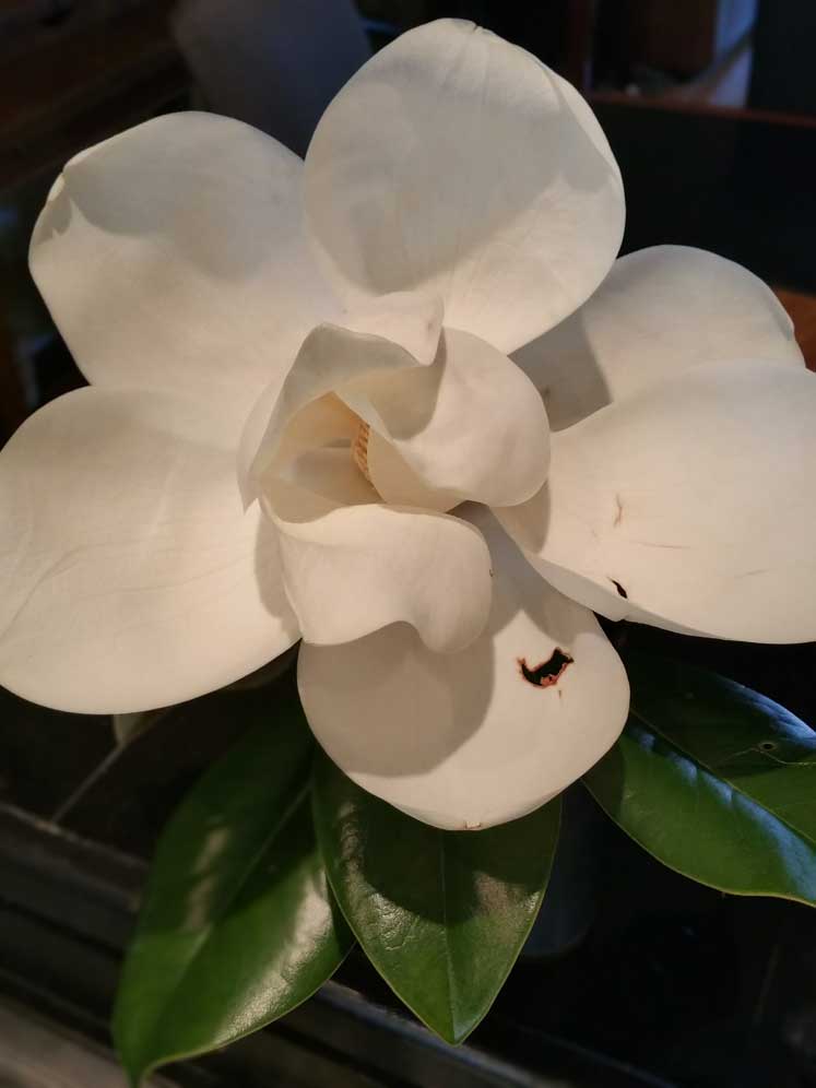 magnolia-5-16-15-web.jpg